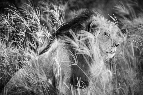 black maned lion kalahari